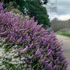 Attēlu rezultāti vaicājumam “Erica x darleyensis”