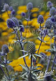 Attēlu rezultāti vaicājumam “Eryngium planum fruit”