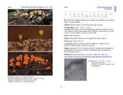 Attēlu rezultāti vaicājumam “Hemitrichia calyculata stalked”