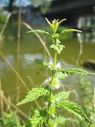 Attēlu rezultāti vaicājumam “Lycopus europaeus leaf”
