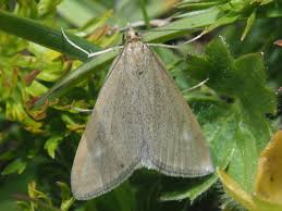 Attēlu rezultāti vaicājumam “Udea prunalis”