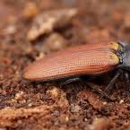 Attēlu rezultāti vaicājumam “Ampedus pomorum”