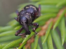 Attēlu rezultāti vaicājumam “Hylobius pinastri”