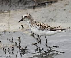 Image result for Calidris pusilla