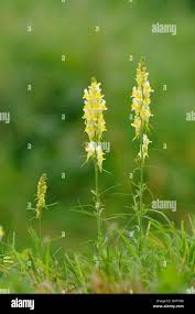 Attēlu rezultāti vaicājumam “Linaria vulgaris flower”