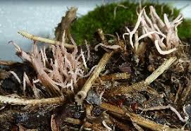 Attēlu rezultāti vaicājumam “Typhula erythropus”