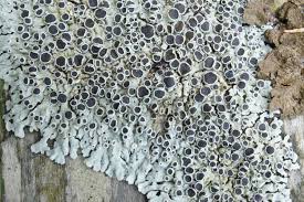 Attēlu rezultāti vaicājumam “Physcia aipolia”