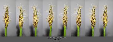 Attēlu rezultāti vaicājumam “Eleocharis uniglumis”
