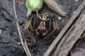 Attēlu rezultāti vaicājumam “Xysticus ulmi”