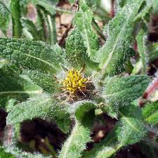 Image result for Cnicus benedictus