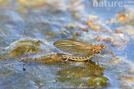 Attēlu rezultāti vaicājumam “Siphlonurus”