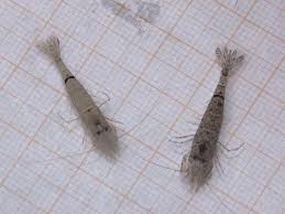 Attēlu rezultāti vaicājumam “Crangon crangon”