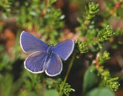 Attēlu rezultāti vaicājumam “Vacciniina optilete underside”