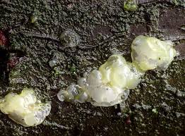 Attēlu rezultāti vaicājumam “Myxarium nucleatum”