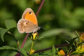 Attēlu rezultāti vaicājumam “Coenonympha pamphilus”