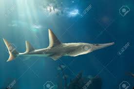 Image result for Rhynchobatus djiddensis