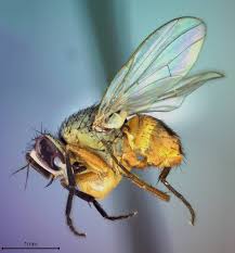 Attēlu rezultāti vaicājumam “Muscidae”