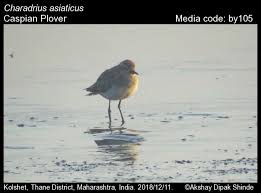Image result for Charadrius asiaticus