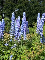 Attēlu rezultāti vaicājumam “Delphinium elatum”