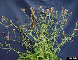 Attēlu rezultāti vaicājumam “Centaurea jacea leaf”