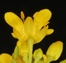 Attēlu rezultāti vaicājumam “Rorippa sylvestris flower”