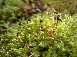 Attēlu rezultāti vaicājumam “Sciuro-hypnum”