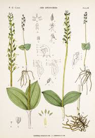 Attēlu rezultāti vaicājumam “Listera ovata flower”