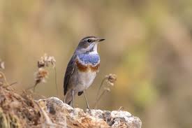 Attēlu rezultāti vaicājumam “Luscinia svecica”