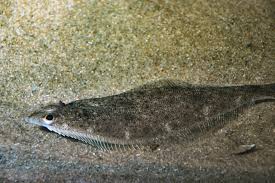 Image result for Hippoglossoides platessoides