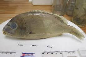 Image result for Chrysoblephus cristiceps