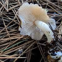 Attēlu rezultāti vaicājumam “Didymium spongiosum macro”