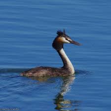 Attēlu rezultāti vaicājumam “Podiceps cristatus adult”
