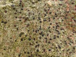 Attēlu rezultāti vaicājumam “Arthonia spadicea”