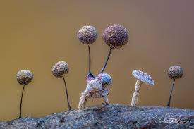 Attēlu rezultāti vaicājumam “Didymium sp.”