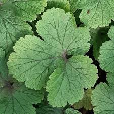 Attēlu rezultāti vaicājumam “Waldsteinia geoides”