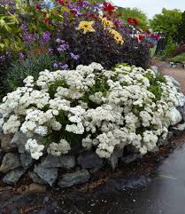 Image result for Achillea millefolium
