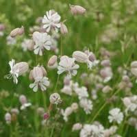 Attēlu rezultāti vaicājumam “Silene x arkwrightii Vesuvius flower”