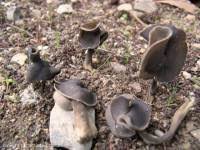 Attēlu rezultāti vaicājumam “Helvella atra”