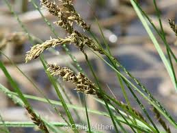 Attēlu rezultāti vaicājumam “Carex appropinquata leaf”