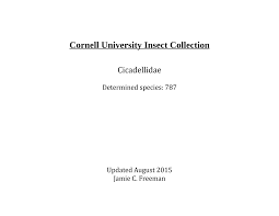 Attēlu rezultāti vaicājumam “Planaphrodes sp.”