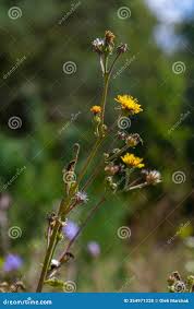 Attēlu rezultāti vaicājumam “Hieracium laevigatum”