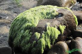 Attēlu rezultāti vaicājumam “Enteromorpha sp.”