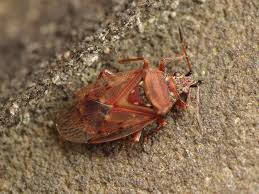 Attēlu rezultāti vaicājumam “Kleidocerys resedae”