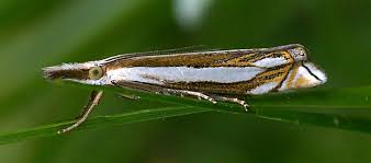 Attēlu rezultāti vaicājumam “Crambus silvella”