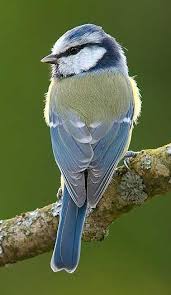 Attēlu rezultāti vaicājumam “Cyanistes caeruleus juvenile”