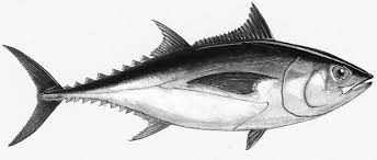 Image result for Thunnus atlanticus