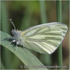Attēlu rezultāti vaicājumam “Pieris napi male”