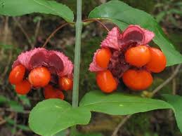Attēlu rezultāti vaicājumam “Euonymus verrucosus fruit”