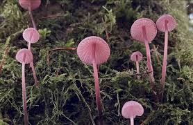 Attēlu rezultāti vaicājumam “Mycena purpureofusca”