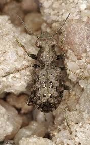 Attēlu rezultāti vaicājumam “Elaphrus cupreus”